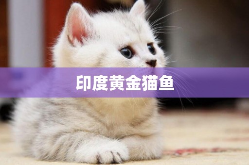 印度黃金貓魚
