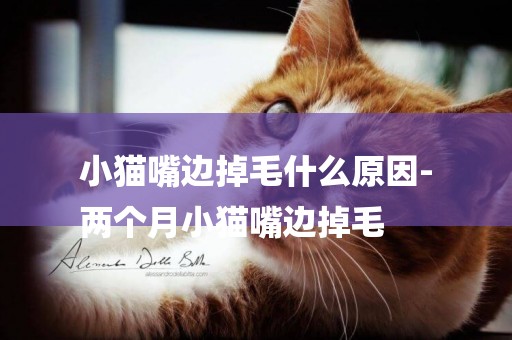 小貓嘴邊掉毛什么原因-
兩個月小貓嘴邊掉毛