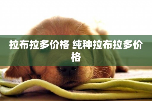 拉布拉多價格 純種拉布拉多價格