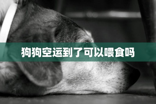狗狗空運到了可以喂食嗎