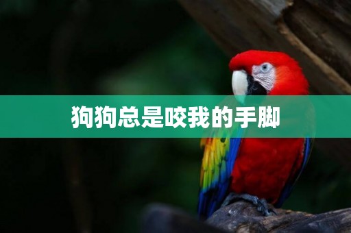 狗狗總是咬我的手腳