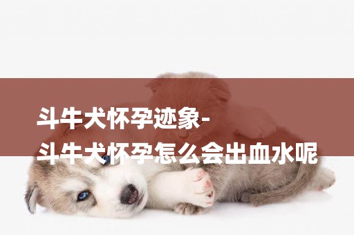 斗牛犬懷孕跡象-
斗牛犬懷孕怎么會出血水呢