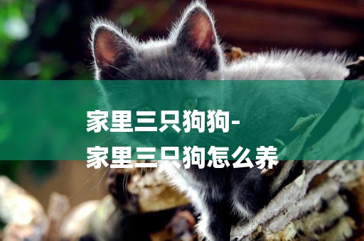 家里三只狗狗-
家里三只狗怎么養