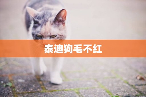 泰迪狗毛不紅