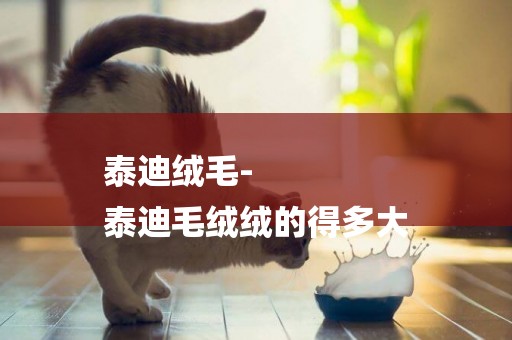 泰迪絨毛-
泰迪毛絨絨的得多大