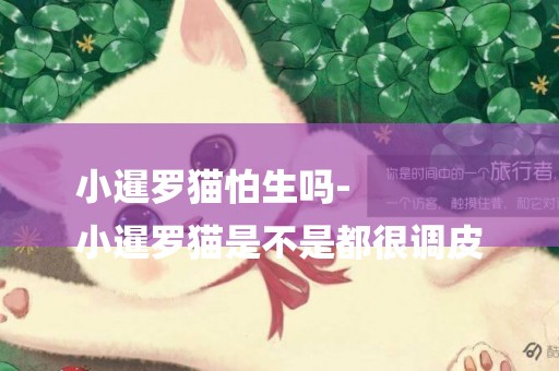 小暹羅貓怕生嗎-
小暹羅貓是不是都很調皮