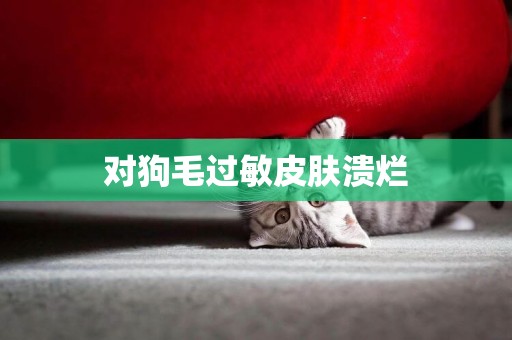 對狗毛過敏皮膚潰爛