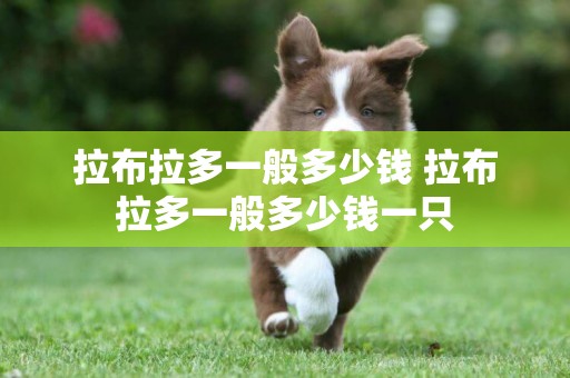 拉布拉多一般多少錢 拉布拉多一般多少錢一只