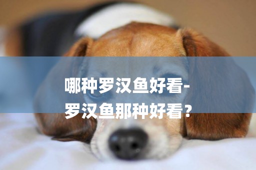 哪種羅漢魚好看-
羅漢魚那種好看？
