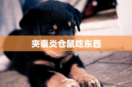 夾囊炎倉鼠吃東西