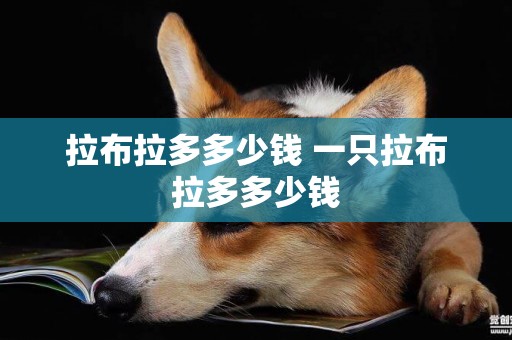 拉布拉多多少錢 一只拉布拉多多少錢