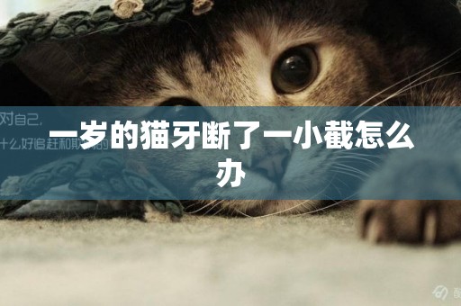 一歲的貓牙斷了一小截怎么辦