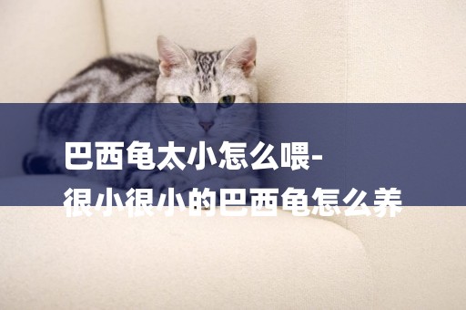 巴西龜太小怎么喂-
很小很小的巴西龜怎么養