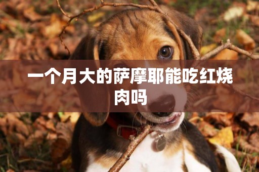 一個月大的薩摩耶能吃紅燒肉嗎