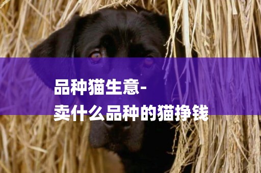 品種貓生意-
賣什么品種的貓掙錢