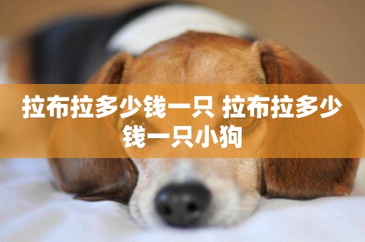 拉布拉多少錢一只 拉布拉多少錢一只小狗
