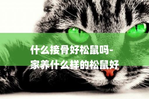 什么接骨好松鼠嗎-
家養什么樣的松鼠好