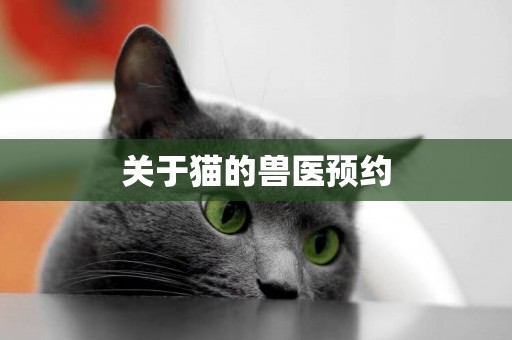關于貓的獸醫預約