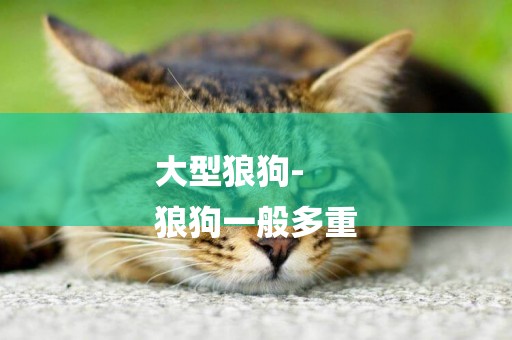 大型狼狗-
狼狗一般多重