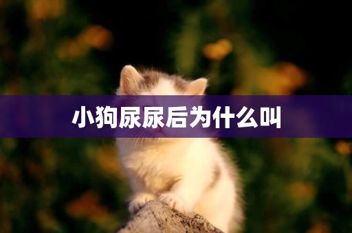 小狗尿尿后為什么叫