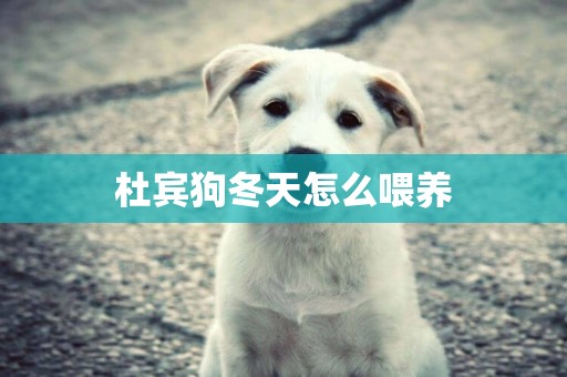 杜賓狗冬天怎么喂養