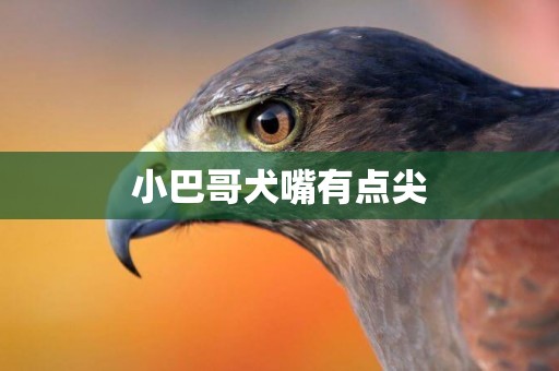 小巴哥犬嘴有點尖