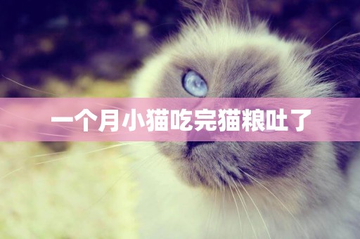 一個月小貓吃完貓糧吐了