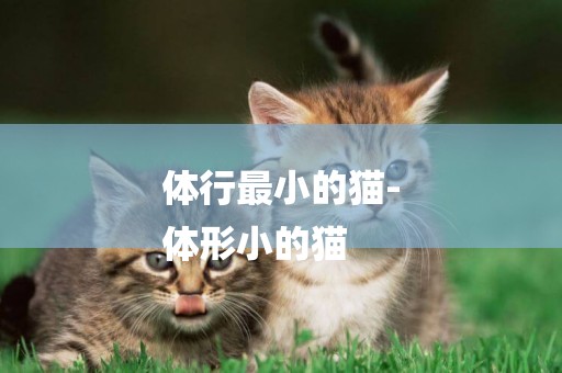 體行最小的貓-
體形小的貓