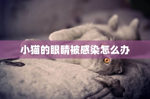 小貓的眼睛被感染怎么辦