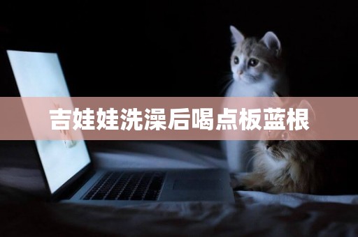 吉娃娃洗澡后喝點板藍根