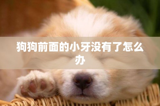 狗狗前面的小牙沒有了怎么辦