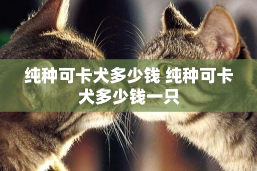 純種可卡犬多少錢 純種可卡犬多少錢一只