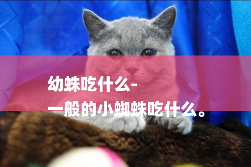 幼蛛吃什么-
一般的小蜘蛛吃什么。