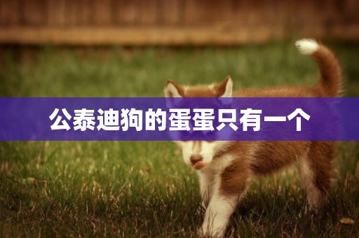 公泰迪狗的蛋蛋只有一個