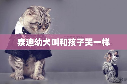 泰迪幼犬叫和孩子哭一樣