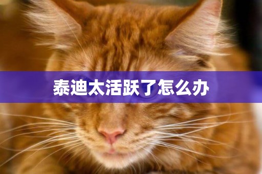 泰迪太活躍了怎么辦