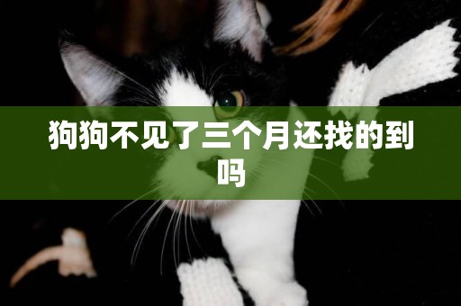 狗狗不見了三個月還找的到嗎