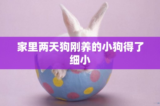 家里兩天狗剛養的小狗得了細小