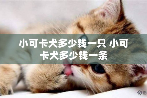 小可卡犬多少錢一只 小可卡犬多少錢一條