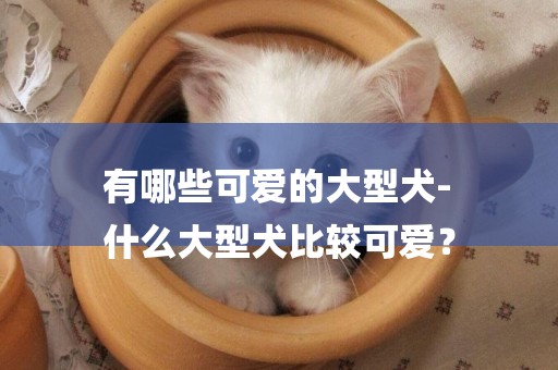 有哪些可愛的大型犬-
什么大型犬比較可愛？