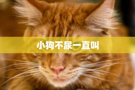 小狗不尿一直叫