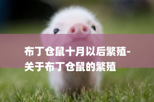 布丁倉鼠十月以后繁殖-
關于布丁倉鼠的繁殖