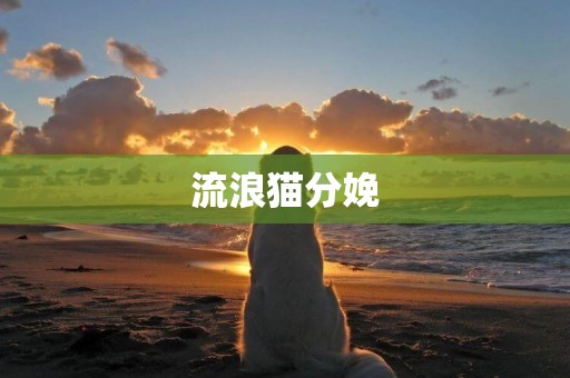 流浪貓分娩