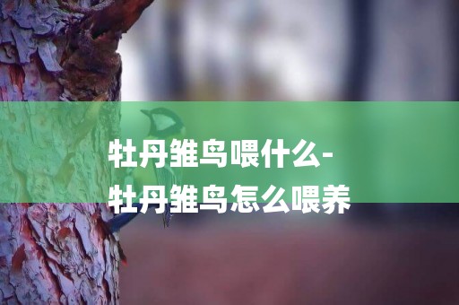 牡丹雛鳥喂什么-
牡丹雛鳥怎么喂養
