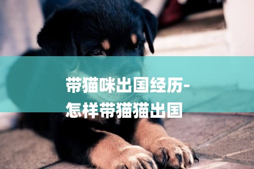 帶貓咪出國經歷-
怎樣帶貓貓出國
