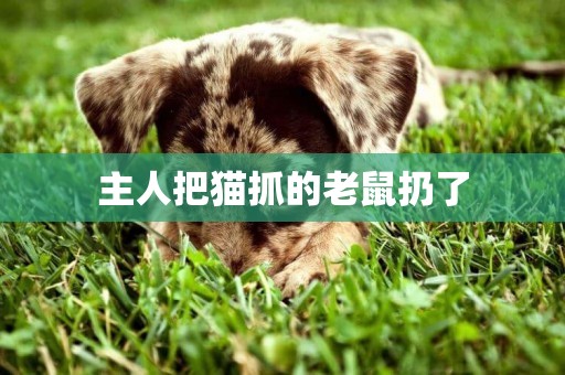 主人把貓抓的老鼠扔了