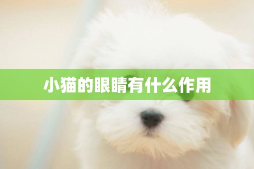 小貓的眼睛有什么作用