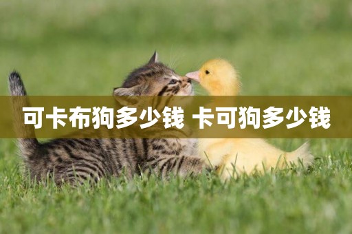 可卡布狗多少錢 卡可狗多少錢