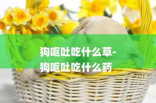 狗嘔吐吃什么草-
狗嘔吐吃什么藥