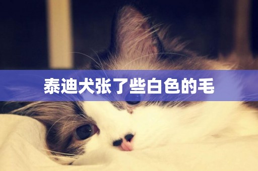 泰迪犬張了些白色的毛